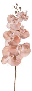 Set 6 Fiori Phalenopsis Br/Gold H81 cm Cipria