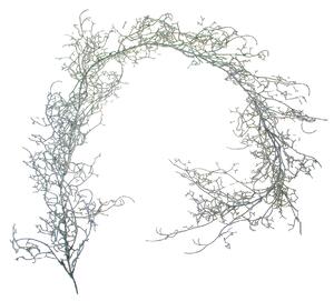 Set 6 Ghirlande Tillandsia 170 cm Grigio