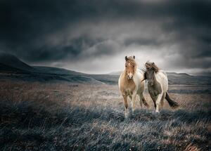 Fotografia The brothers, Shi aamp Wei