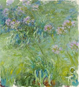 Riproduzione Agapanthus 1914 26, Claude Monet