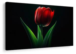 Quadro su tela – Eleganza del tulipano rosso