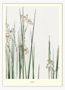 Poster Jonquil