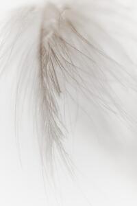 Fotografia White Feather, Magda Izzard