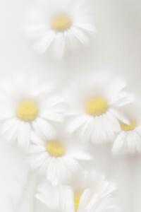 Fotografia Daisies, Magda Izzard