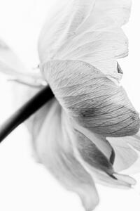 Fotografia Blooming Flower, Magda Izzard