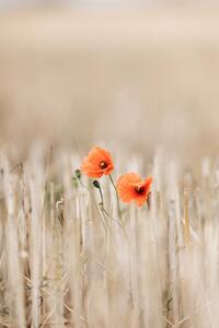 Fotografia Summer Poppies, Mareike Bohmer