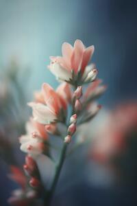 Fotografia Pastel Pink Beauty, Treechild