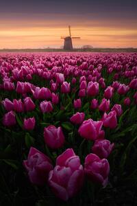 Fotografia Tulip Mania, SANDEEP MATHUR