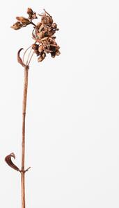 Fotografia artistica Dried brown plant 2, Studio Collection, (26.7 x 40 cm)