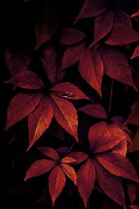 Fotografia Dark Leaves, Mareike Böhmer, (26.7 x 40 cm)