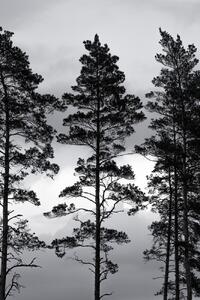 Illustrazione Swedish Trees, Mareike Böhmer, (26.7 x 40 cm)