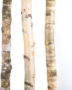 Tronco in Legno di Betulla Lunghezza 200 cm