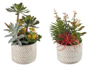 Composizione piante grasse - set 2 pz