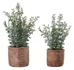 Sedum - set 2 pz