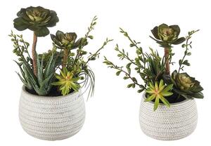 Composizione piante grasse - set 2 pz