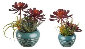 Composizione piante grasse - set 2 pz