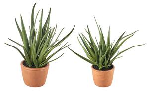 Aloe- set 2 pz