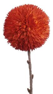 Allium arancio