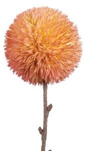 Allium rosa