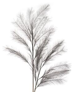Pampas grigio