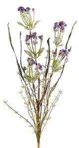 Morella Viola