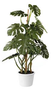 Monstera deliciosa
