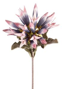 Dalia Viola