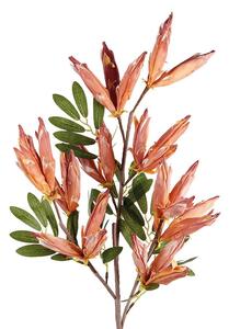 Anigozanthos