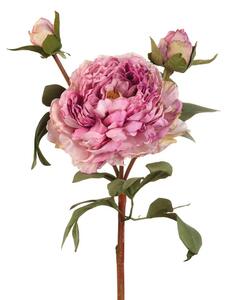 Peonia viola