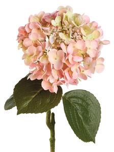 Ortensia rosa