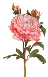 Peonia rosa