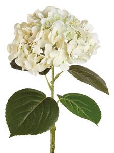 Ortensia bianca