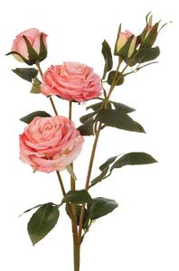Rose rosa