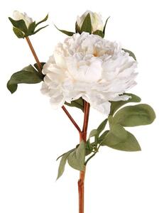 Peonia bianca