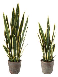 Sanseveria - set 2 pz
