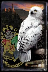 Stampa d'arte Harry Potter - Hedwig, (26.7 x 40 cm)