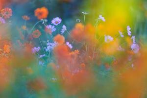 Fotografia artistica The Colorful Garden, Junko Torikai, (40 x 26.7 cm)