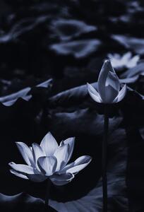 Fotografia artistica Midsummer lotus, Sunao Isotani, (26.7 x 40 cm)