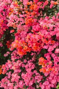 Fotografia California Blooms, Bethany Young, (26.7 x 40 cm)