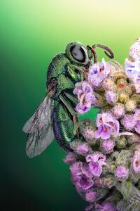 Fotografia artistica Cuckoo wasp, Sherif Abdallah, (26.7 x 40 cm)