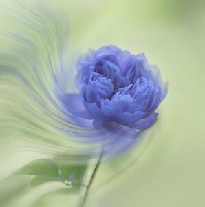 Fotografia artistica Blue rose, Judy Tseng, (40 x 40 cm)