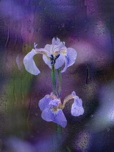 Fotografia artistica Iris in rain, YoungIl Kim, (30 x 40 cm)
