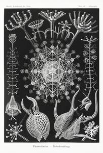 Riproduzione Phaeodaria Rohrstrahlinge 1904, Ernst Haeckel