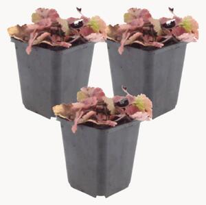 Set di 3 piante artificiali Foam Flower Tiarella Cordifolia