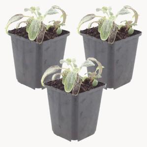 Set di 3 piante vere Lamb's Ear Stachys Byzantina Silver Carpet