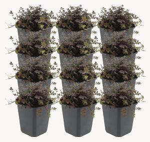 Set di 12 piante vere Acaena microphylla Copper Carpet