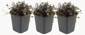 Set di 3 piante vere Acaena microphylla Copper Carpet