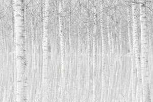 Fotografia Trees, Aglioni Simone