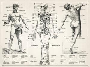 Illustrazione Antique Illustration of the Human Body Skeleton Biology, (40 x 30 cm)