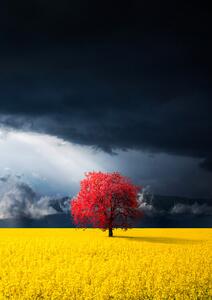 Fotografia Red tree, Bess Hamiti